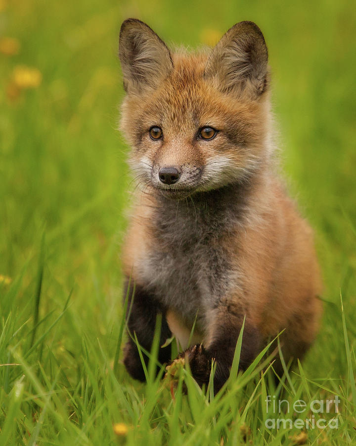 Red Fox Kit Photograph by Jerry Fornarotto