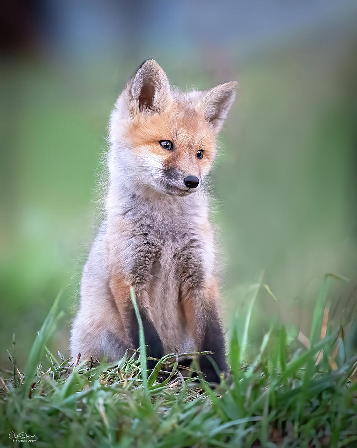 Red Fox Kit Photograph by Judi Dressler