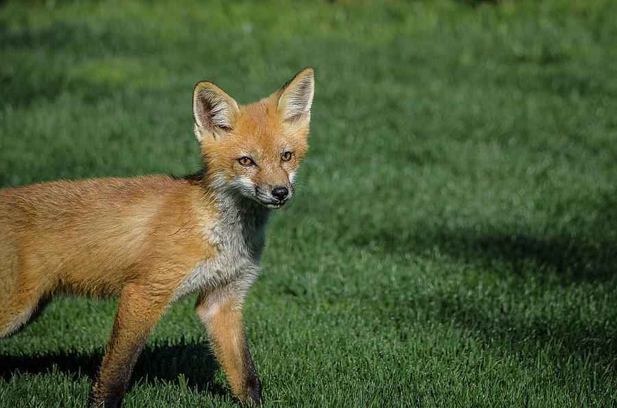 Red Fox Kit Photograph by Linda Villers