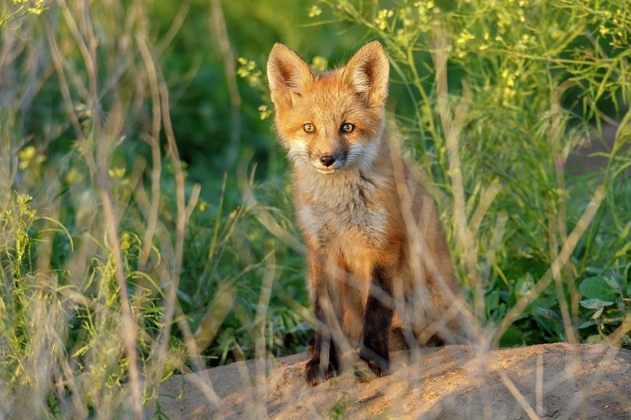 Nature Photograph - Red Fox Kit by Mavourneen Strozewski