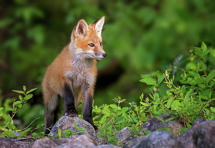 Red Fox Kit Photograph by Rhonda McClure