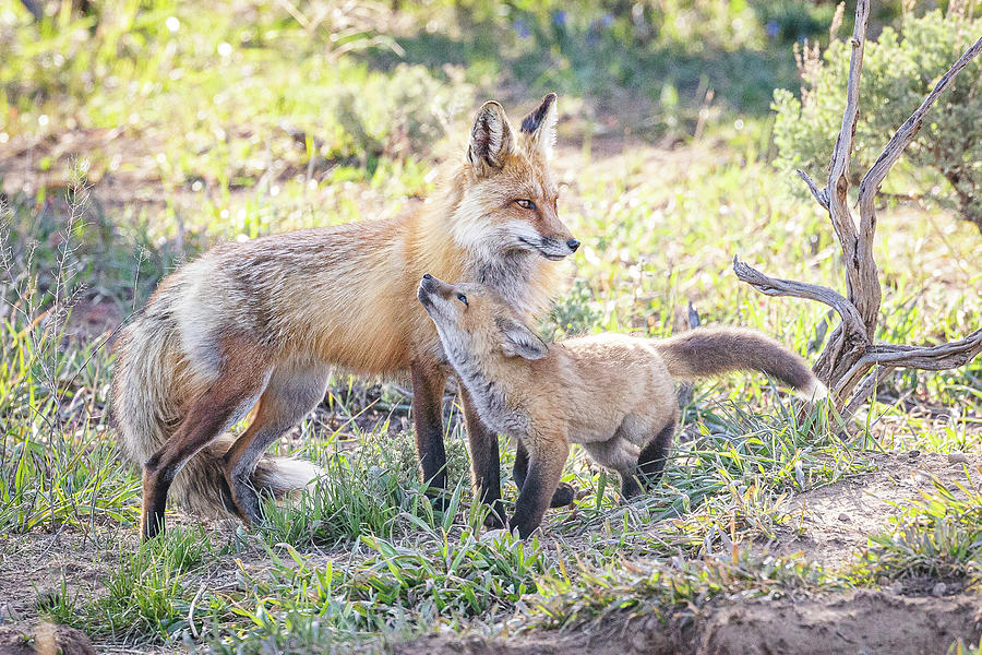 Red Fox Kit Snuggles Up to Dad Photograph by Tony Hake