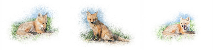 Red Fox Kit Triptych Photograph by Patti Deters