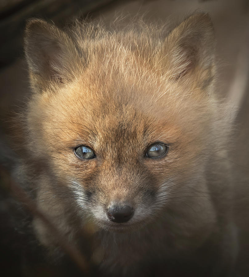 Red Fox Kit V Photograph by Martina Abreu