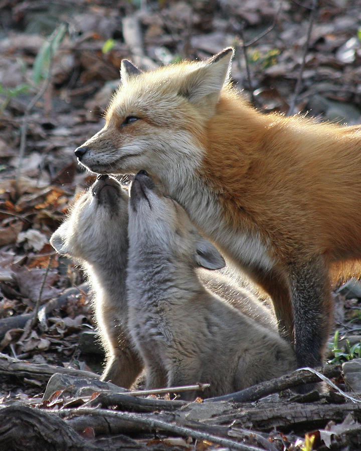 Red Fox kits and parent Photograph by Doris Potter