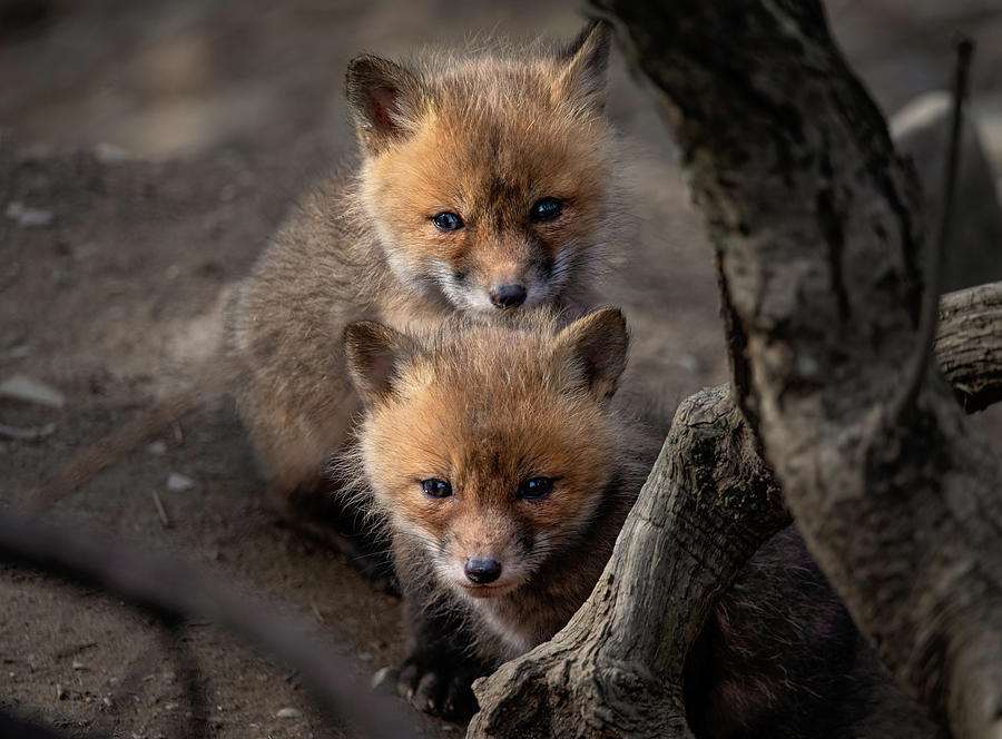 Red Fox Kits Photograph by Martina Abreu