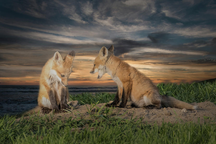 Red Fox Kits - Past Curfew Photograph by Patti Deters