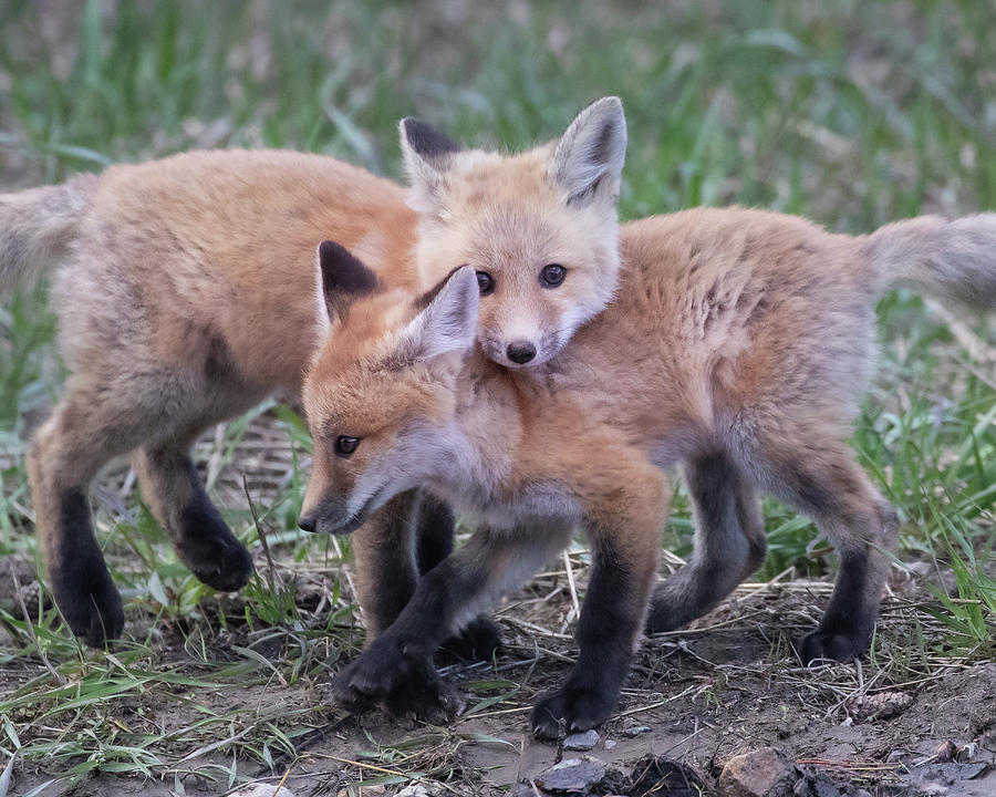 Red Fox Kits Playing Photograph by Mark Miller