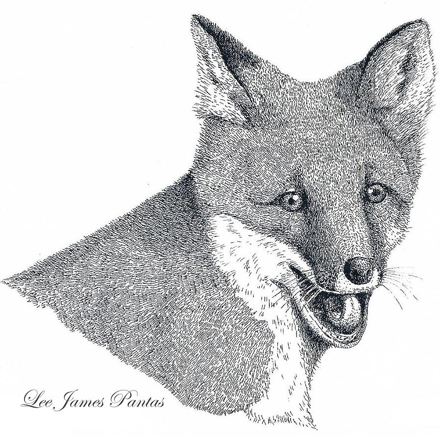 Red Fox Drawing by Lee Pantas