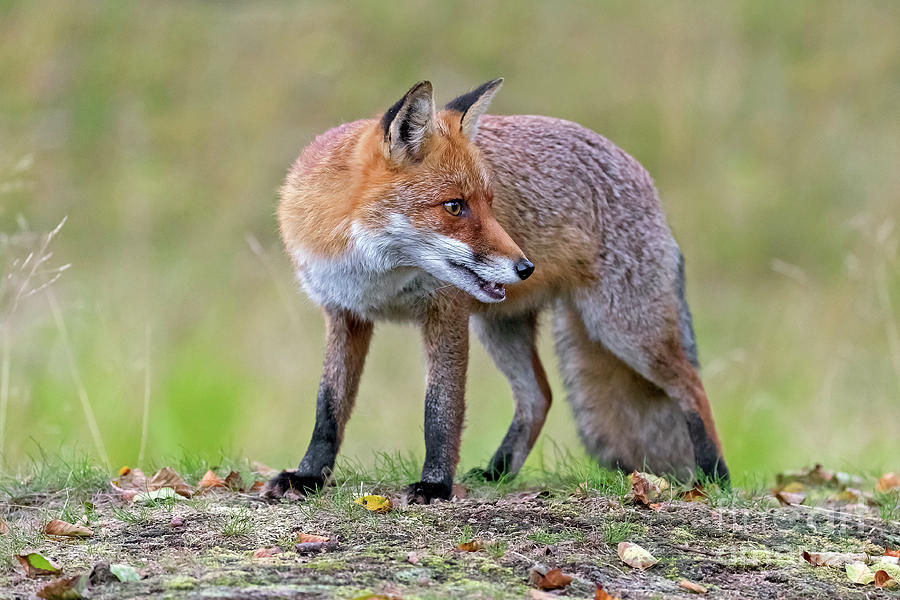 Red Fox Looking Back Photograph by Arterra Picture Library
