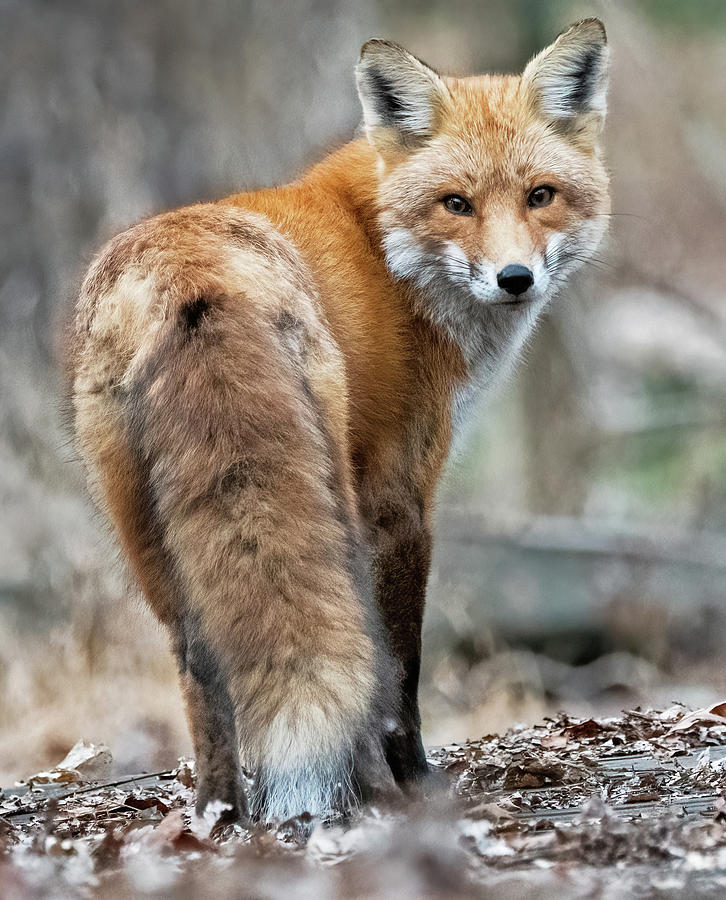 Red Fox Looking Back Photograph by Scott Miller