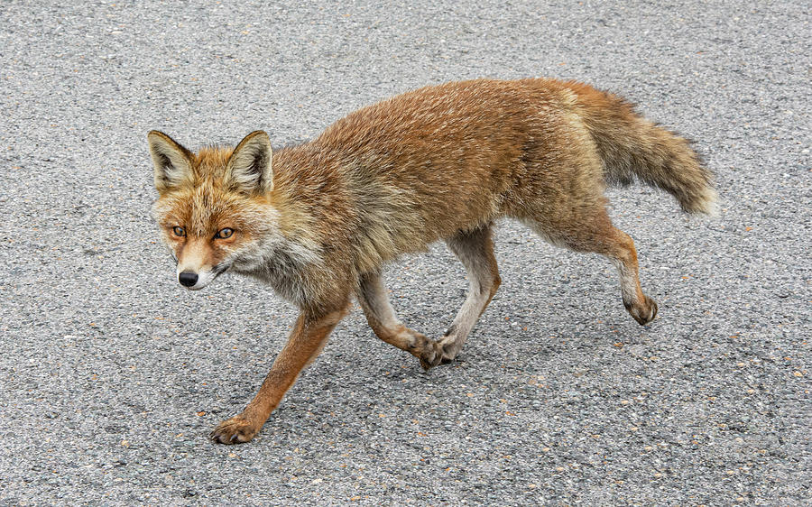 Red Fox Looking For Dinner Photograph