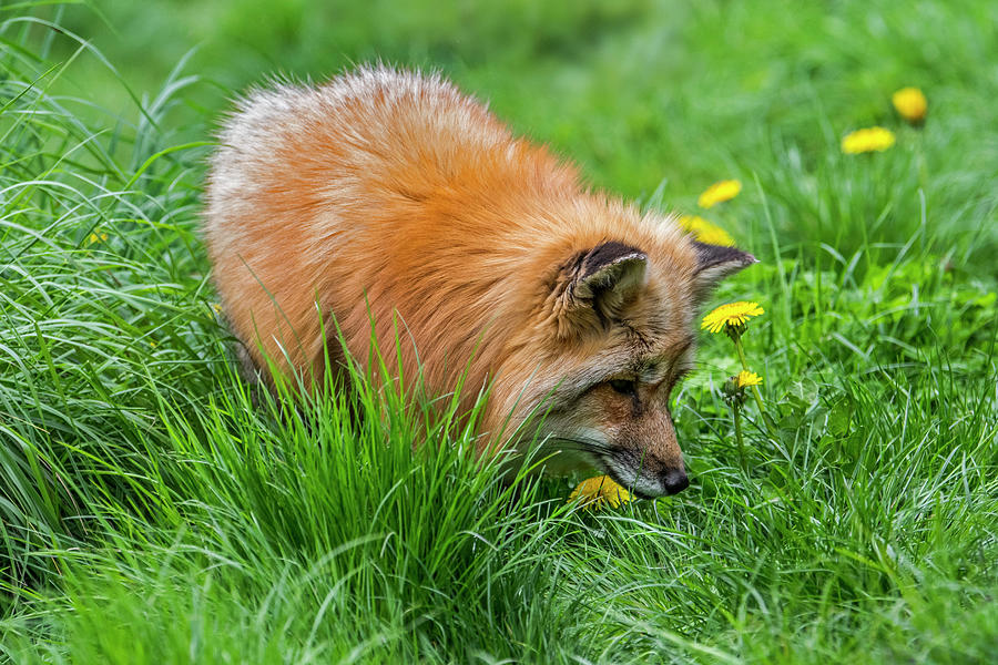 Red Fox Looking for Mice Photograph by Arterra Picture Library