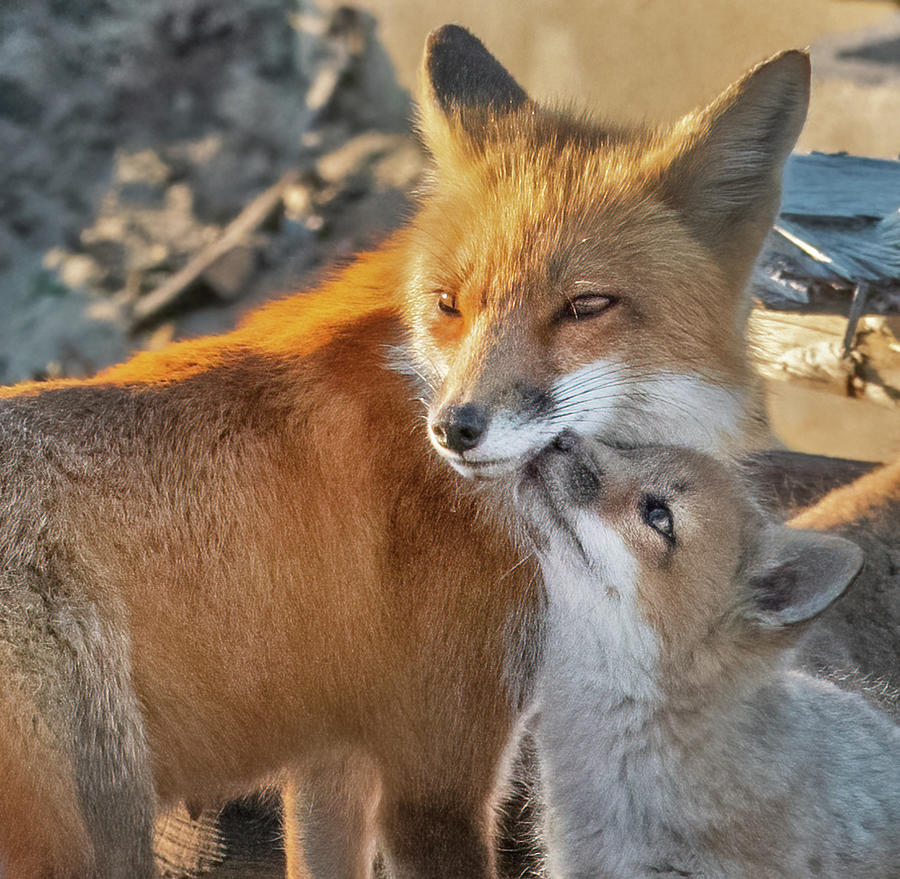 Red Fox Love Photograph by Scott Miller