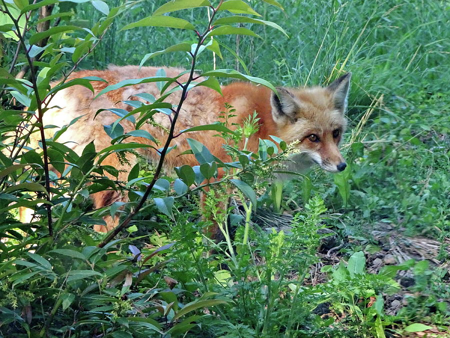 Red Fox Photograph by Lyuba Filatova