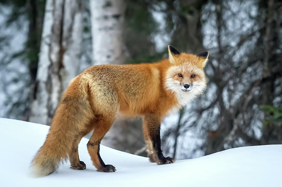 Wildlife Photograph - Red Fox by Mango Art