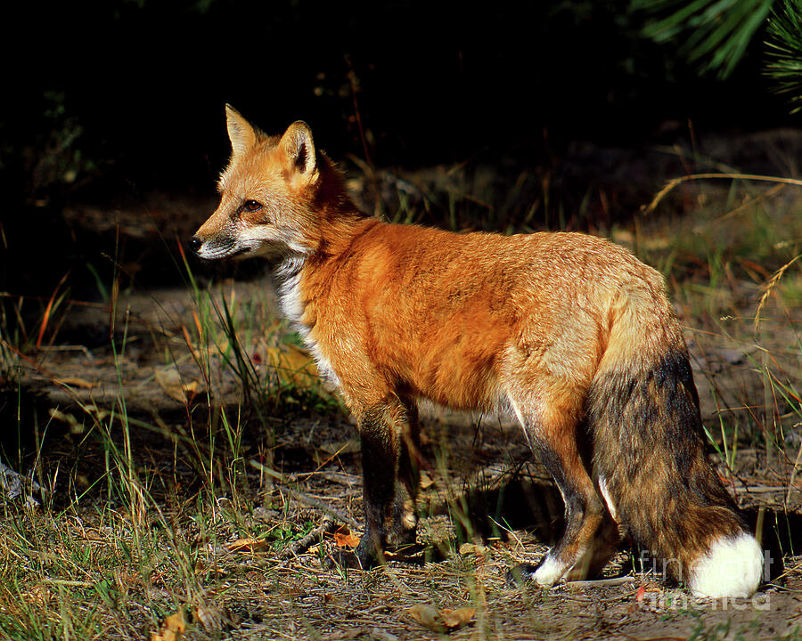 Wildlife Photograph - Red Fox by Mark Laurie