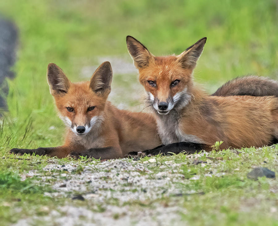 Red Fox Mom and Kit Resting Photograph by Scott Miller
