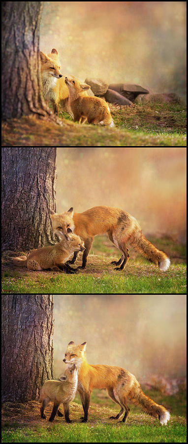 Red Fox Mother and Kit - Vertical Triptych Photograph by Patti Deters