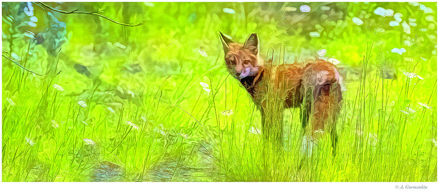 Red Fox, Mountain Meadow  Digital Art by A Macarthur Gurmankin
