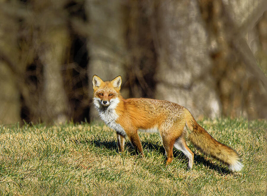 Red Fox Near Pilot Mountain NC Photograph by Sandi OReilly