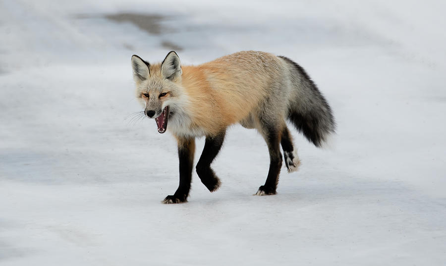 Red Fox on a Winter Morning Photograph by Marcy Wielfaert