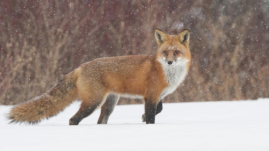 Red Fox On Alert Photograph by CR Courson