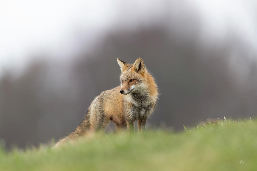 Red Fox On High Photograph by Everet Regal