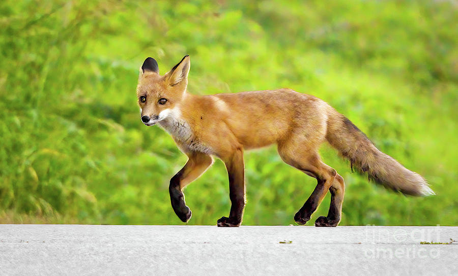 Red Fox On Road Photograph by Charline Xia