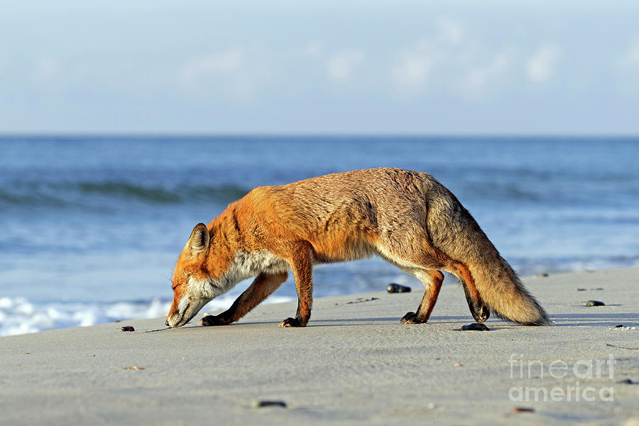 Red Fox on the Beach Photograph by Arterra Picture Library