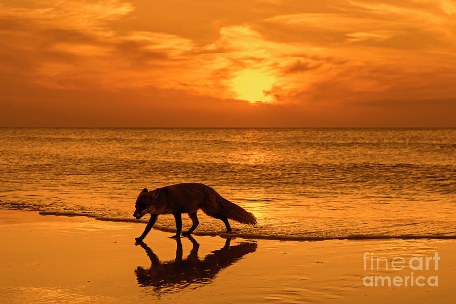 Red Fox on the Beach at Sunset Photograph by Arterra Picture Library
