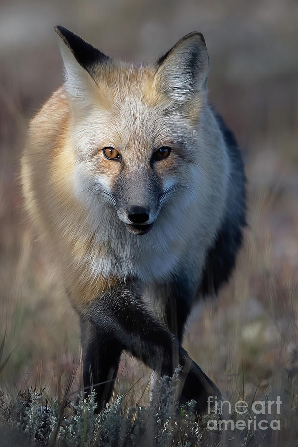 Red Fox On The Hunt Photograph by Brad Schwarm