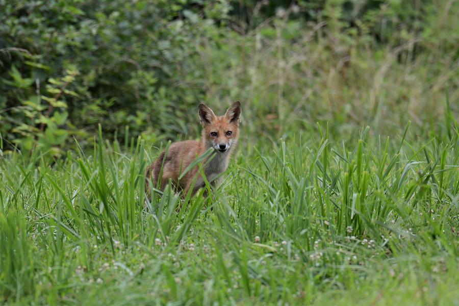 Red Fox On The Move Photograph By Joe Walmsley - Fine Art America