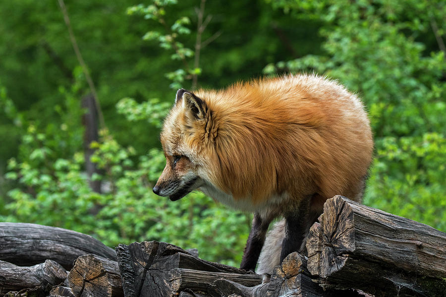 Red Fox on Wood Pile Photograph by Arterra Picture Library
