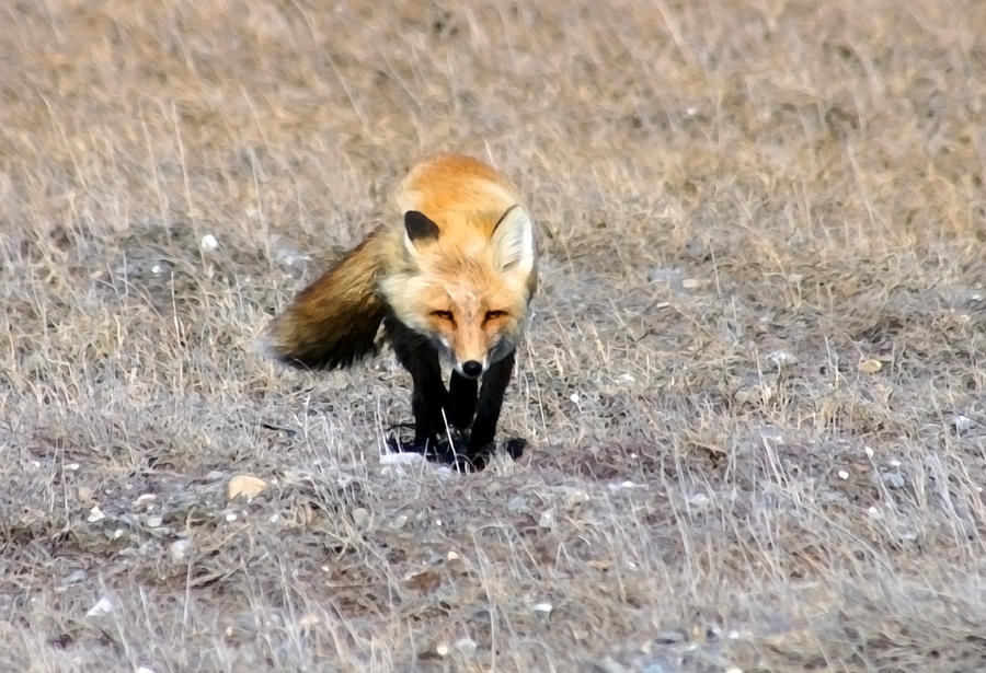 Red Fox - Paintography Photograph by Anthony Jones