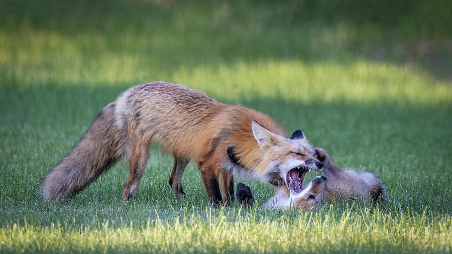 Red Fox Parenting - Mouth Open Wide Photograph by Patti Deters
