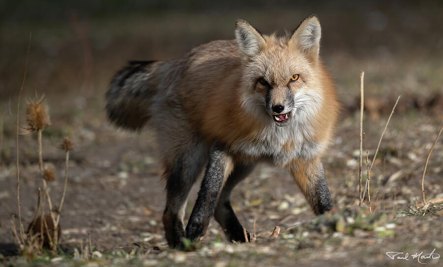 Red Fox. Photograph by Paul Martin