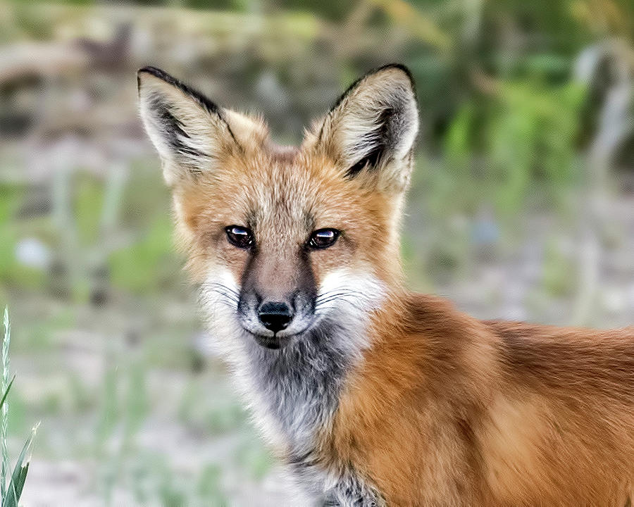 Red Fox Portrait Photograph by Dawn Key