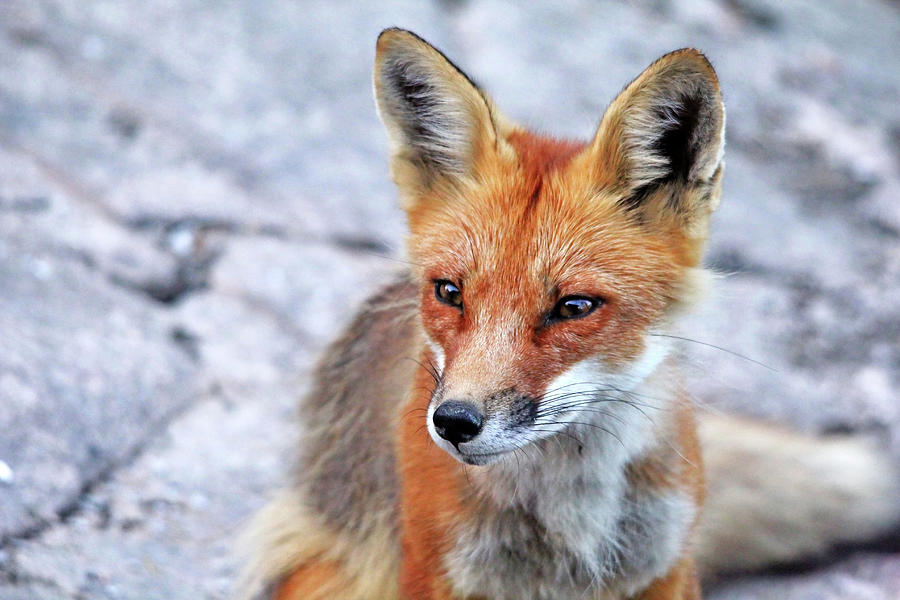 Red Fox Portrait Photograph by Debbie Oppermann