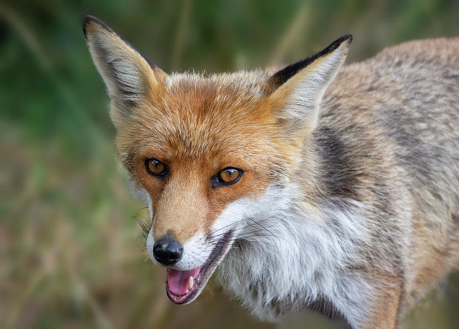Red Fox Portrait Photograph by Gareth Parkes