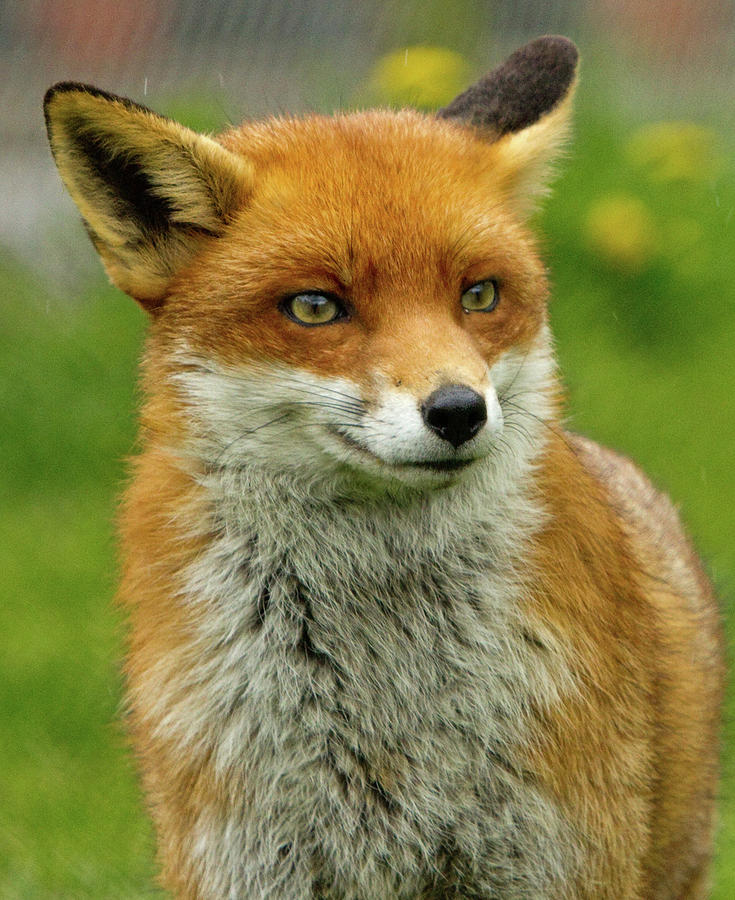 Red Fox Portrait Photograph by Paula Joyce - Fine Art America