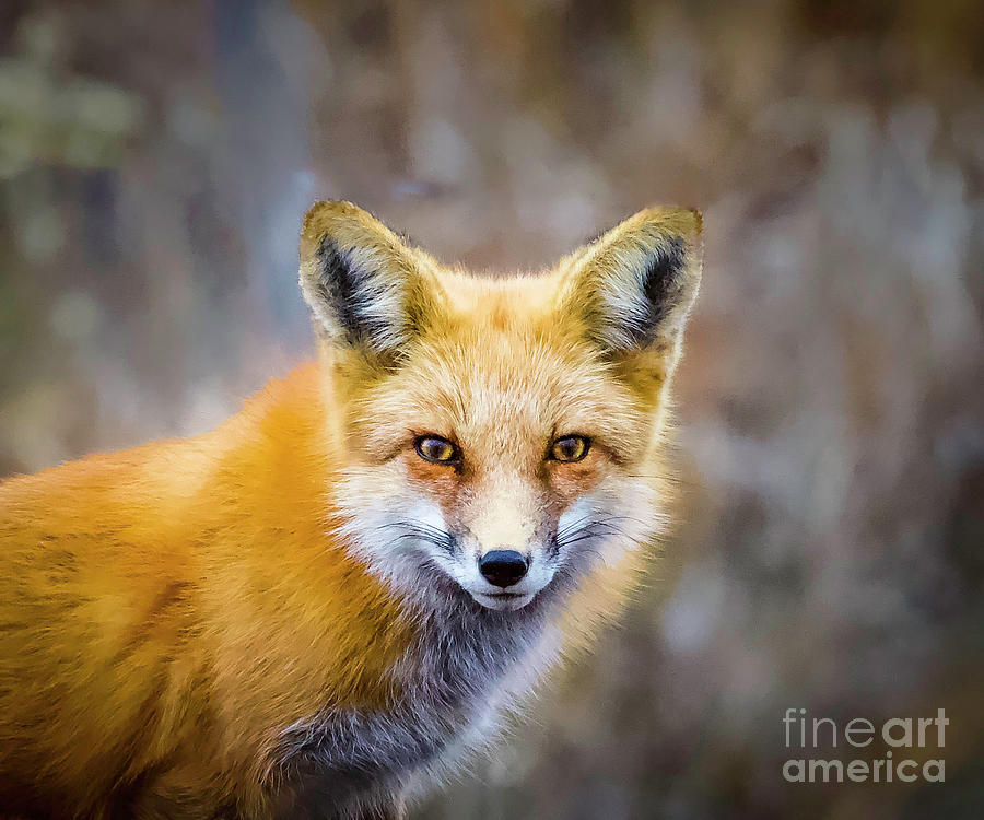 Red Fox Portrait Photograph by Shirley Dutchkowski