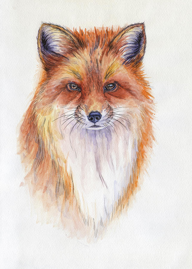 Red fox portrait. Watercolor illustration. Hand drawn animal on ...