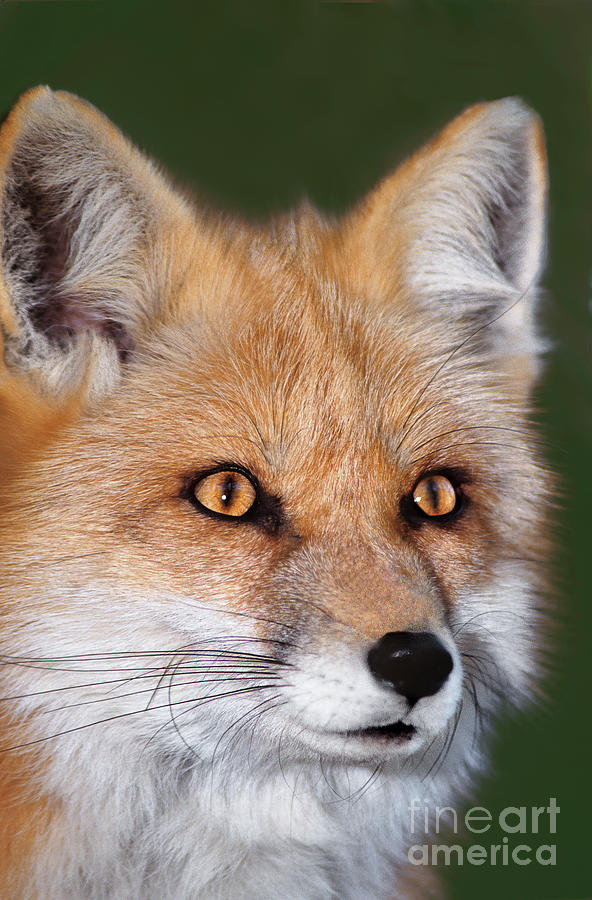 Red Fox Portrait Wildlife Rescue Photograph by Dave Welling