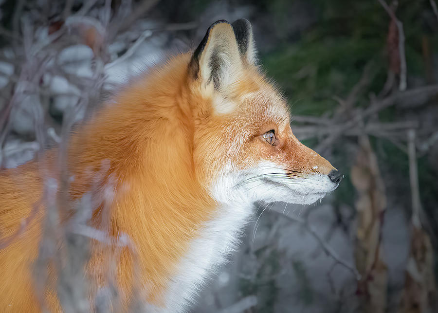 Red Fox Profile Photograph by James Capo