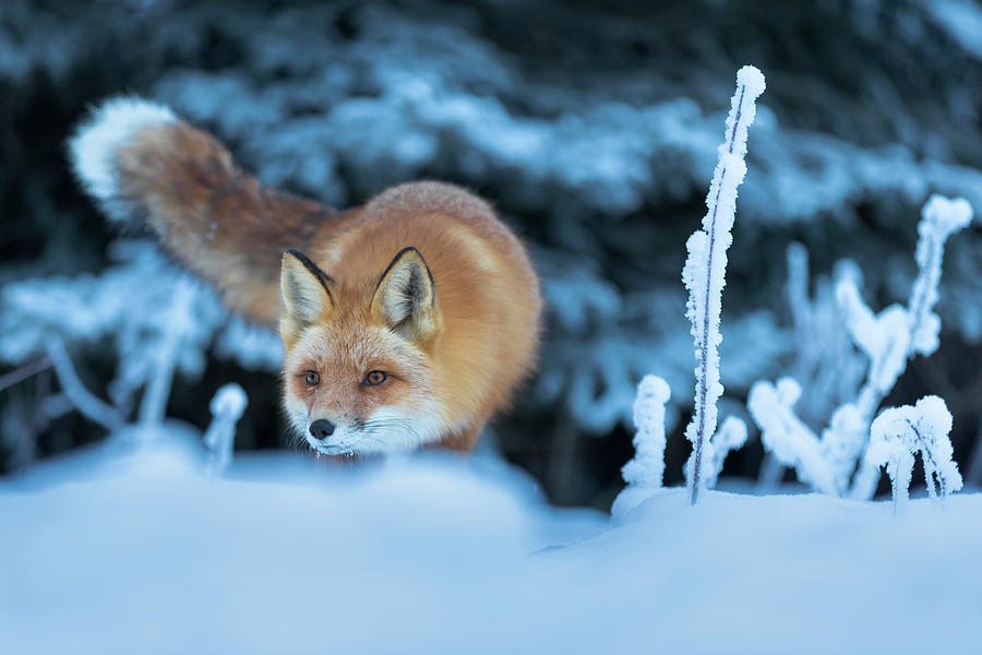 Red Fox Puzzle Photograph by Scott Slone