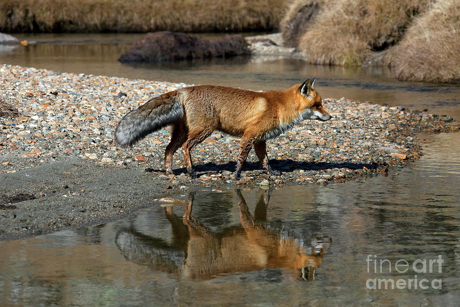 Red Fox Reflected in River Photograph by Arterra Picture Library