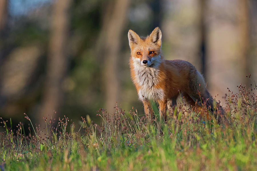 Red Fox  Photograph by Rhonda McClure
