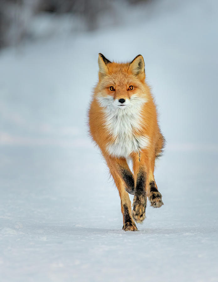 Red Fox Running Photograph by James Capo
