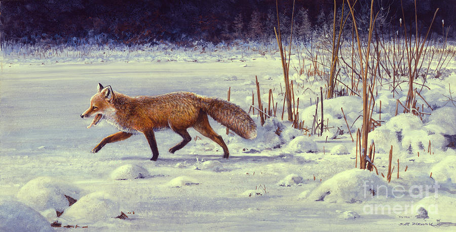 Red Fox Painting by Scott Zoellick